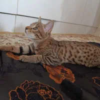 گربه ماده|گربه|قم, پردیسان|دیوار