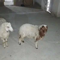 گوسفند|حیوانات مزرعه|حمیدیه, |دیوار