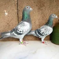 کبوتر پلاکی مسافت بلند