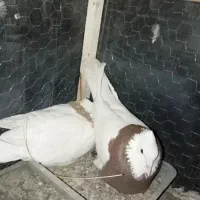 کبوتر جفت با جوجه نر