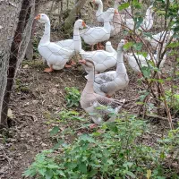 قوغاز نر ماده سالم سر حال|حیوانات مزرعه|ماکلوان, |دیوار