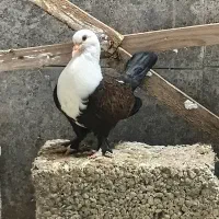 کربلایی جوجه و بالغ