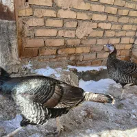 بوقلمون ماده