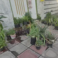 فروش گل اپارتمانی از ۳۰ تا ۱۶۰