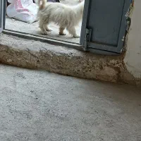 پاپی|سگ|مشهد, مهدی آباد|دیوار