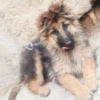 ژرمن شولاین اصیل|سگ|مشهد, طرق|دیوار