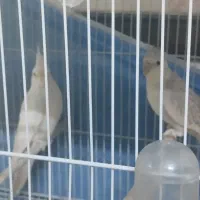 عروس هلندی مولد