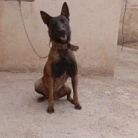 سگ مالینیوز ماده