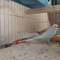 دوعدد مرغ عشق|پرنده|عجب شیر, |دیوار