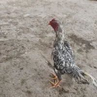 خروس‌لاری|حیوانات مزرعه|شاهین‌شهر, مسکن مهر|دیوار