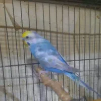 مرغ عشق رنگین کمانی|پرنده|تهران, امام حسین|دیوار