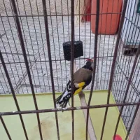 سهره ماده مست مست اماده جفت