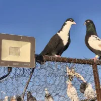 کبوتر کراباتی و سینه سیاه