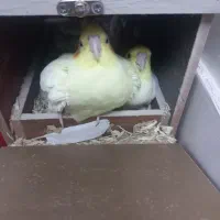 عروس هلندی لوتینو|پرنده|شاهرود, |دیوار