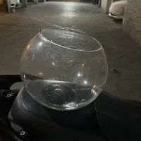 تنگ شیشه ای ماهی یا گیاه