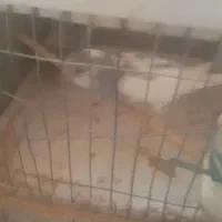 یک عدد مرغ عشق نر خوب