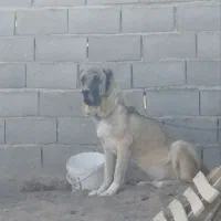 سگ نر سرابی