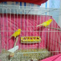 قناری یلو فاکتوری