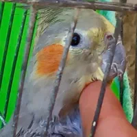 عروس هلندی نر به زمانت