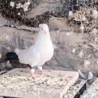 کفتر دم سیاه ماده