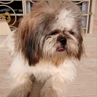 سگ شیتزو سوپر فلت