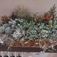 سبد کاکتوس دست ساز|گل مصنوعی|تهران, صادقیه|دیوار