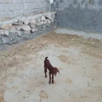 بز کهره دار|حیوانات مزرعه|اهرم, |دیوار