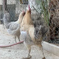 مرغ وخروس|حیوانات مزرعه|گراش, |دیوار