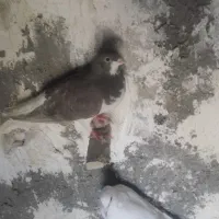 کبوتر|پرنده|شیراز, جرسقان|دیوار