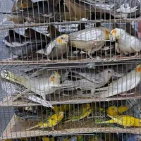 آشیانه چوبی مخصوص عروس هلندی - عمده و تکی|لوازم جانبی حیوانات|اصفهان, قائمیه|دیوار