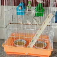 یک جفت فنچ مولد و ۳ جوجه|پرنده|اندیشه, اندیشه فاز ۱|دیوار