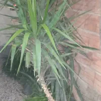 گل یوکا قیمت ۶۰۰۰۰۰