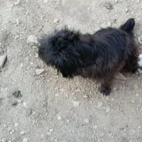 سگ شیتزو مشکی