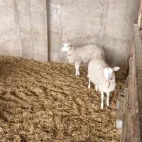 فروش بره نژاد رومن نر و ماده|حیوانات مزرعه|قزوین, |دیوار