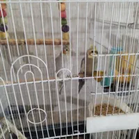 عروس هلندی فوق مولد فروش یا معاوضه باسهره