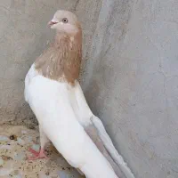 زل کبوتر