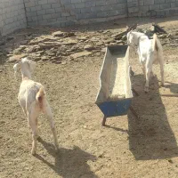 مال درجه یک وخشکل دورگ سانن|حیوانات مزرعه|تربت جام, جلگه موسی آباد|دیوار