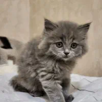 بیریتیش بلو|گربه|خوی, |دیوار