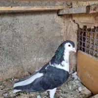 شیرازی وشهرستانی و تهرانی|پرنده|خاوران, |دیوار