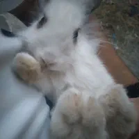 خرگوش لوپ