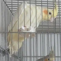 عروس هلندی سفید ۵ماه