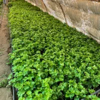 نهال میوه مستقیم از من کشاوز خرید کن نه دلال