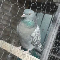 کبوتر فردشی|پرنده|چهاردانگه (تهران), |دیوار