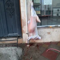 قصاب و سلاخ ذبح گوسفند و گوساله|خدمات پذیرایی، مراسم|اسلامشهر, شهرک مهدیه|دیوار