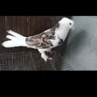 شازده سرور هما