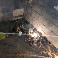 جوجه محلی اصل 12 روزه|حیوانات مزرعه|بهبهان, |دیوار