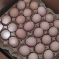 تخم مرغ محلی تازه و درشت وزن بالای ۱۲.۵