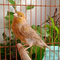 قناری ماده آماده