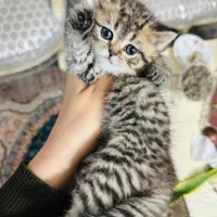 فرشته های کوچولو|گربه|سمنان, |دیوار