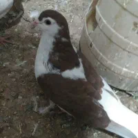 کفترخال‌وچپ‌وطوقی‌‌|پرنده|شامکان, |دیوار